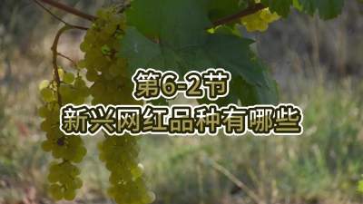 第6-2节-新兴网红品种有哪些