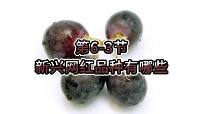 第6-3节-新兴网红品种有哪些