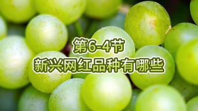 第6-4节-新兴网红品种有哪些