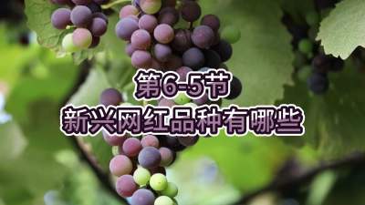 第6-5节-新兴网红品种有哪些