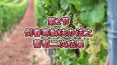 第2节-倒春寒解决办法之葡萄二次结果
