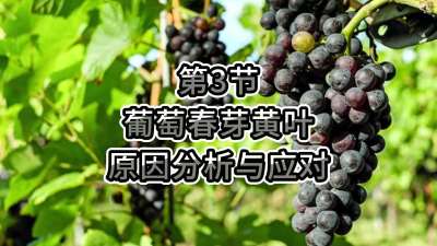 第3节-葡萄春芽黄叶原因分析与应对