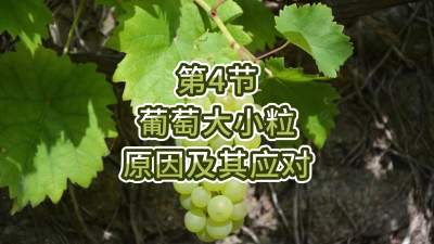 第4节-葡萄大小粒原因及其应对