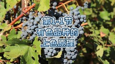 第1-1节-有色品种的上色原理