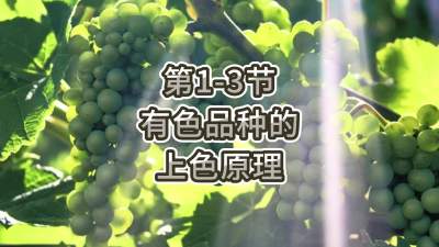 第1-3节-有色品种的上色原理