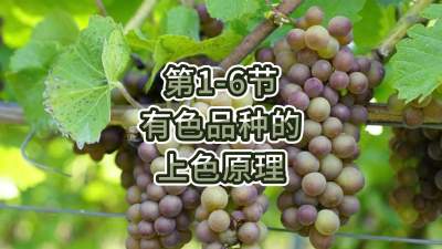第1-6节-有色品种的上色原理