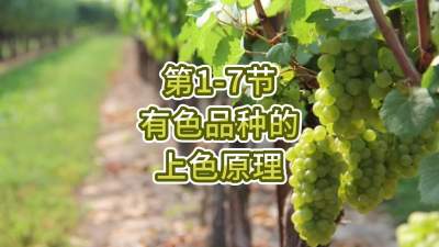 第1-7节-有色品种的上色原理