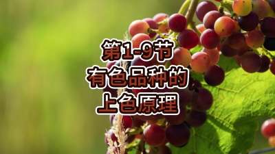 第1-9节-有色品种的上色原理