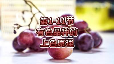 第1-11节-有色品种的上色原理