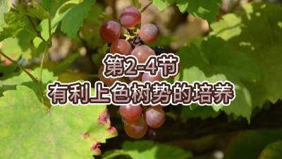 第2-4节-有利上色树势的培养