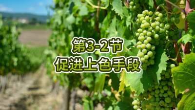第3-2节-促进上色手段
