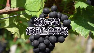 第3-7节-促进上色手段