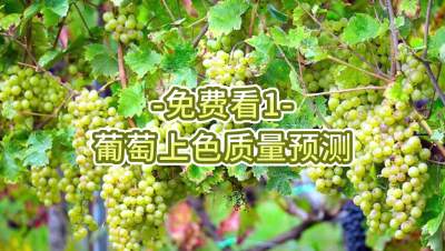 免费看1-葡萄上色质量预测