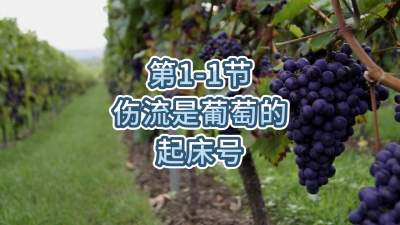 第1-1节-伤流是葡萄的起床号