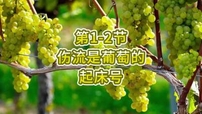 第1-2节-伤流是葡萄的起床号