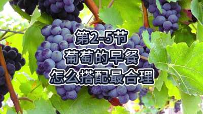 第2-5节-葡萄的早餐，怎么搭配最合理？