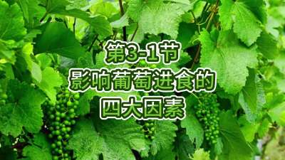 第3-1节-影响葡萄进食的四大因素
