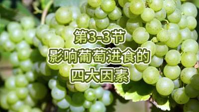 第3-3节-影响葡萄进食的四大因素