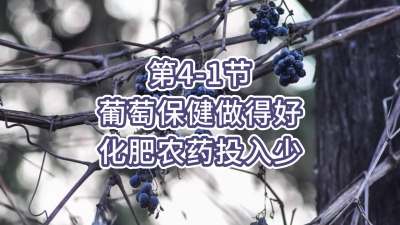 第4-1节-葡萄保健做得好，化肥农药投入少
