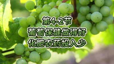 第4-2节-葡萄保健做得好，化肥农药投入少
