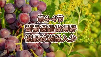 第4-4节-葡萄保健做得好，化肥农药投入少