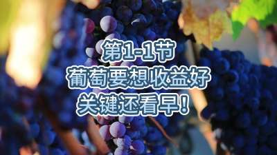 第1-1节-葡萄要想收益好，关键还看早！