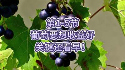 第1-5节-葡萄要想收益好，关键还看早！