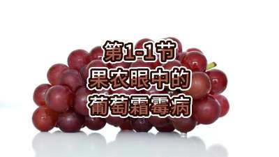 第1-1节-果农眼中的葡萄霜霉病