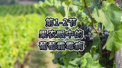 第1-2节-果农眼中的葡萄霜霉病