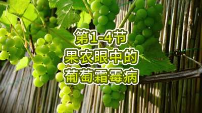 第1-4节-果农眼中的葡萄霜霉病