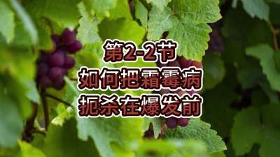 第2-2节-如何把霜霉病扼杀在爆发前