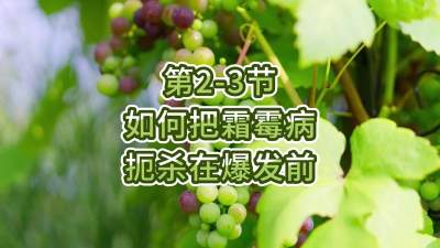 第2-3节-如何把霜霉病扼杀在爆发前