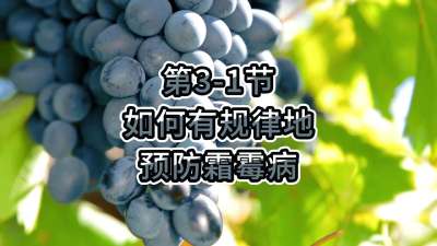 第3-1节-如何有规律地预防霜霉病