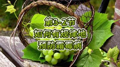 第3-2节-如何有规律地预防霜霉病