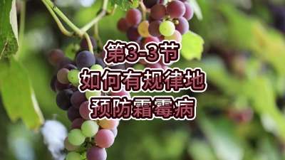 第3-3节-如何有规律地预防霜霉病