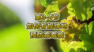 第3-4节-如何有规律地预防霜霉病