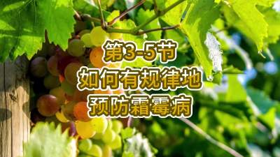 第3-5节-如何有规律地预防霜霉病
