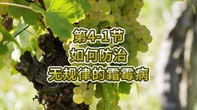第4-1节-如何防治无规律的霜霉病