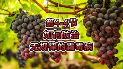 第4-4节-如何防治无规律的霜霉病