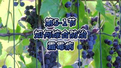 第5-1节-如何综合防治霜霉病