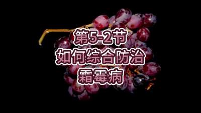 第5-2节-如何综合防治霜霉病