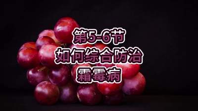 第5-6节-如何综合防治霜霉病
