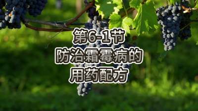 第6-1节-防治霜霉病的用药配方