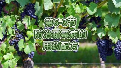 第6-3节-防治霜霉病的用药配方
