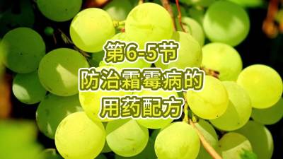 第6-5节-防治霜霉病的用药配方