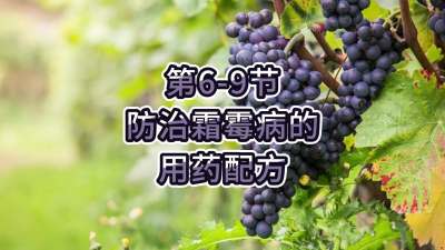 第6-9节-防治霜霉病的用药配方