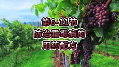 第6-11节-防治霜霉病的用药配方