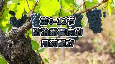 第6-12节-防治霜霉病的用药配方