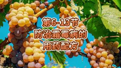 第6-13节-防治霜霉病的用药配方