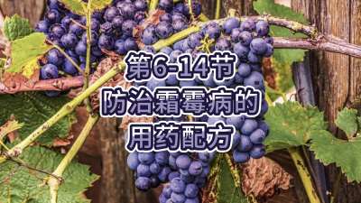 第6-14节-防治霜霉病的用药配方